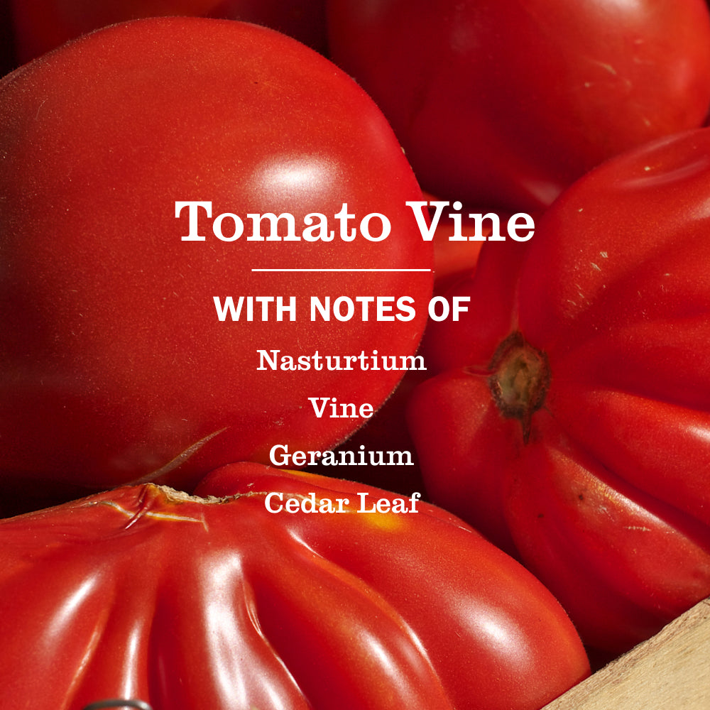 Tomato Vine Multi-Surface Everyday Cleaner 3-count Bundle - Image 4
